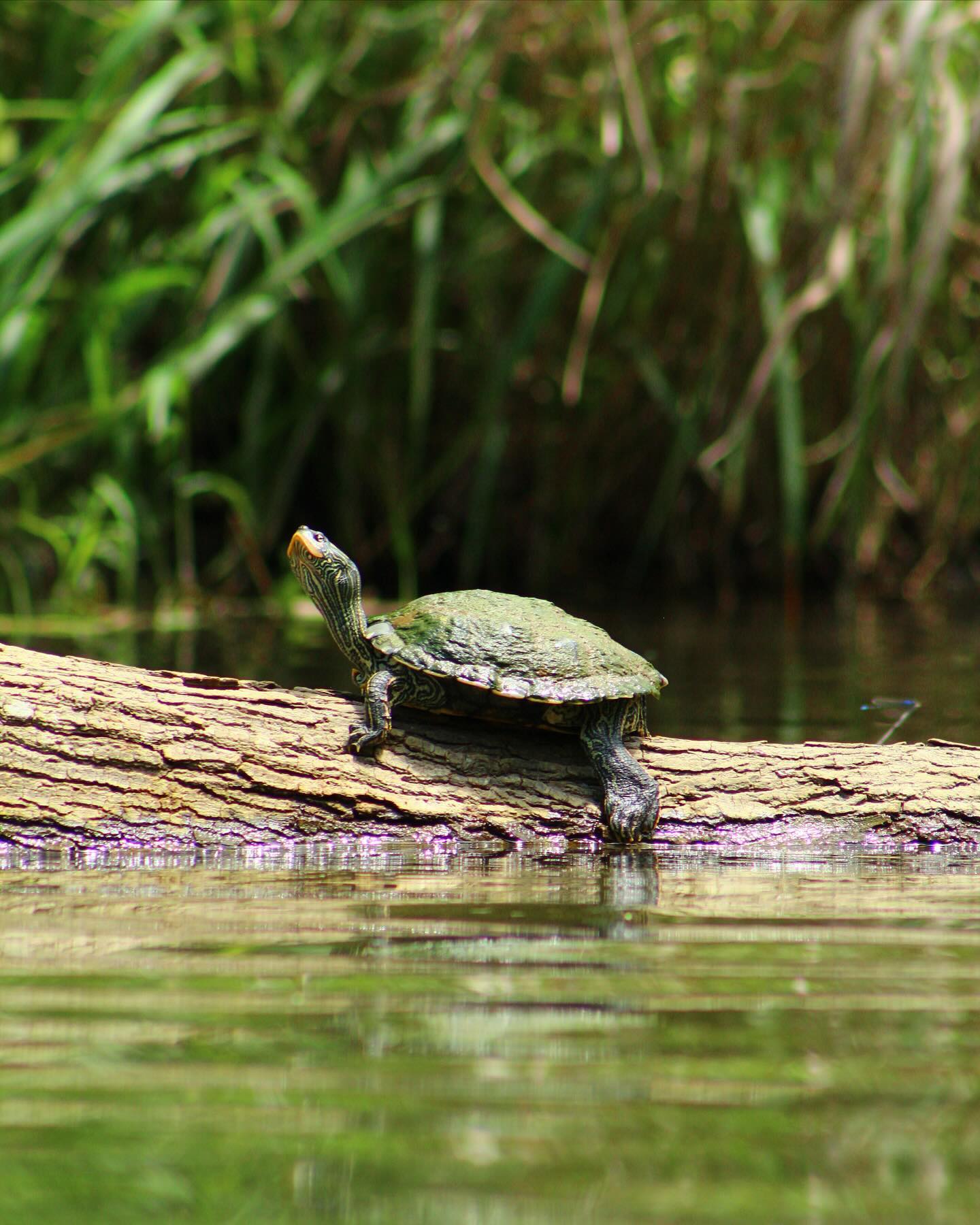 Turtle on a log at the edge of a pond