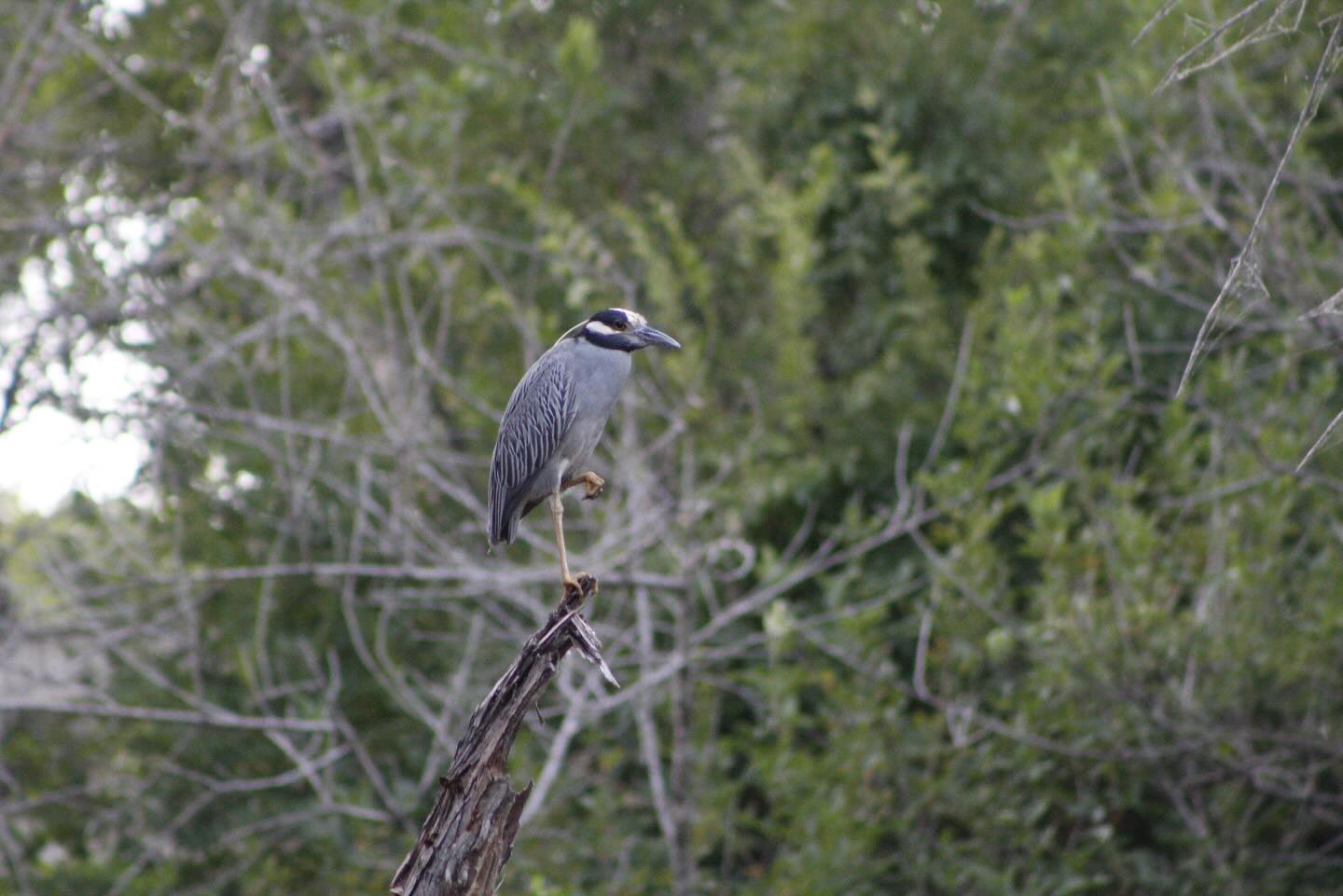 Bird perched on a bare branch
