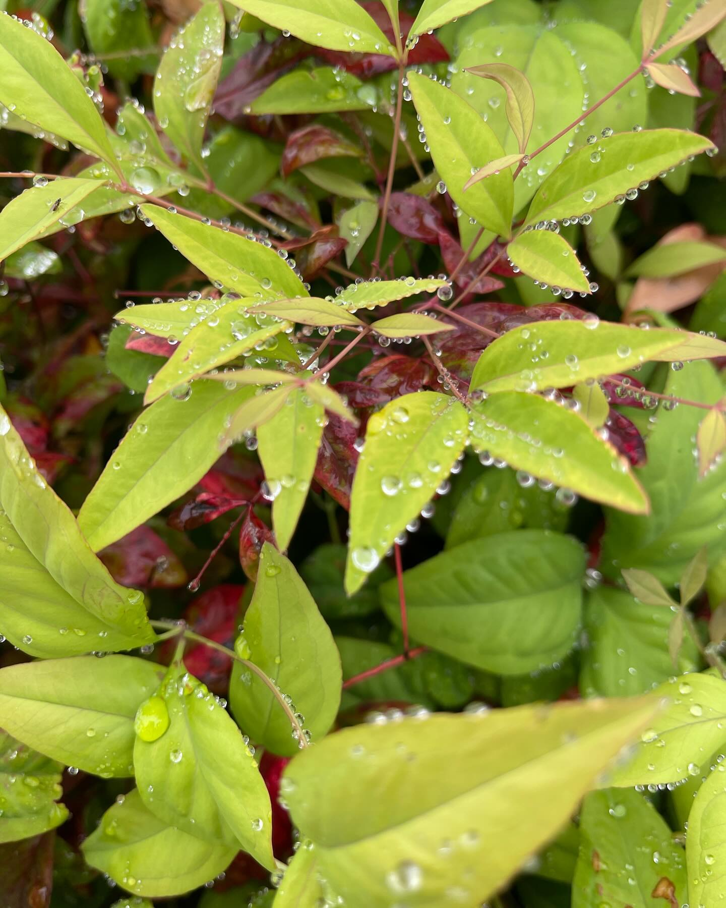 Water droplets on green leaves
