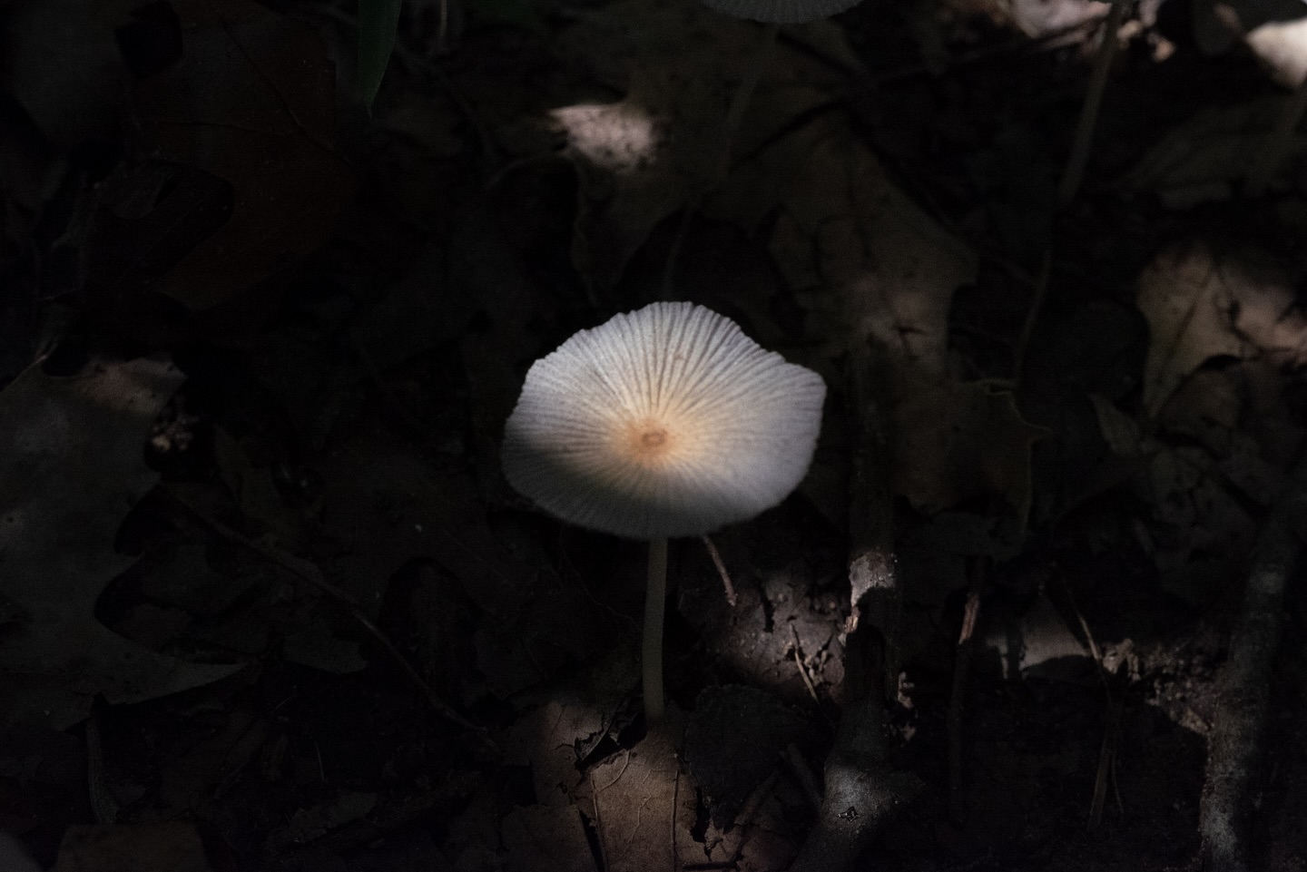 Pale mushroom on the forest floor