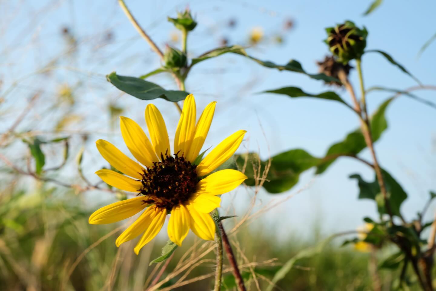 Yellow sunflower against a blue sky