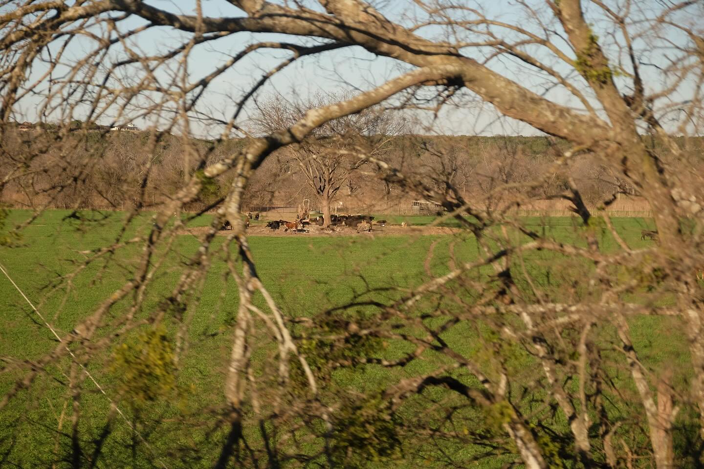 Bare branches over a green field