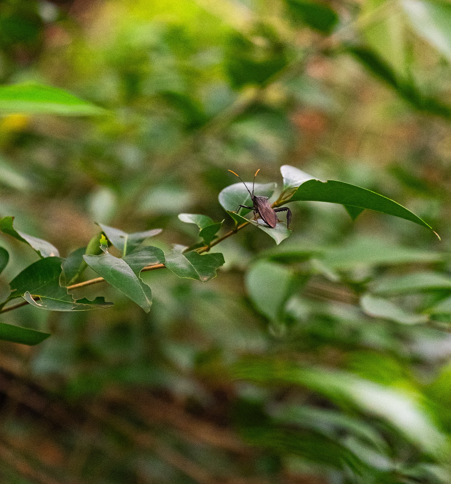 Green leaves with a small insect on a stem