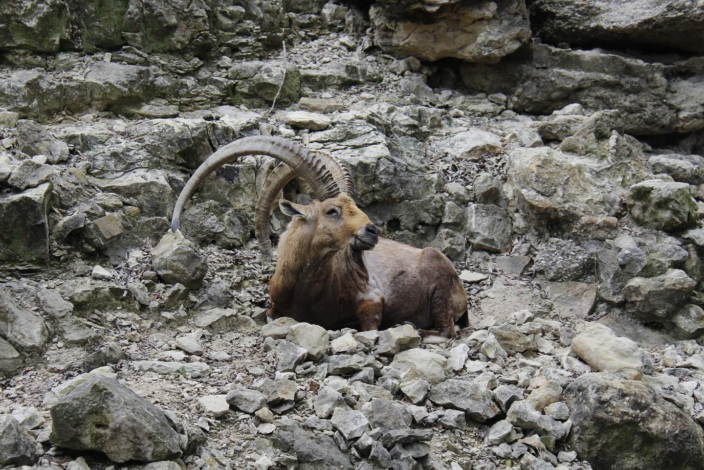 Horned animal resting on rocks