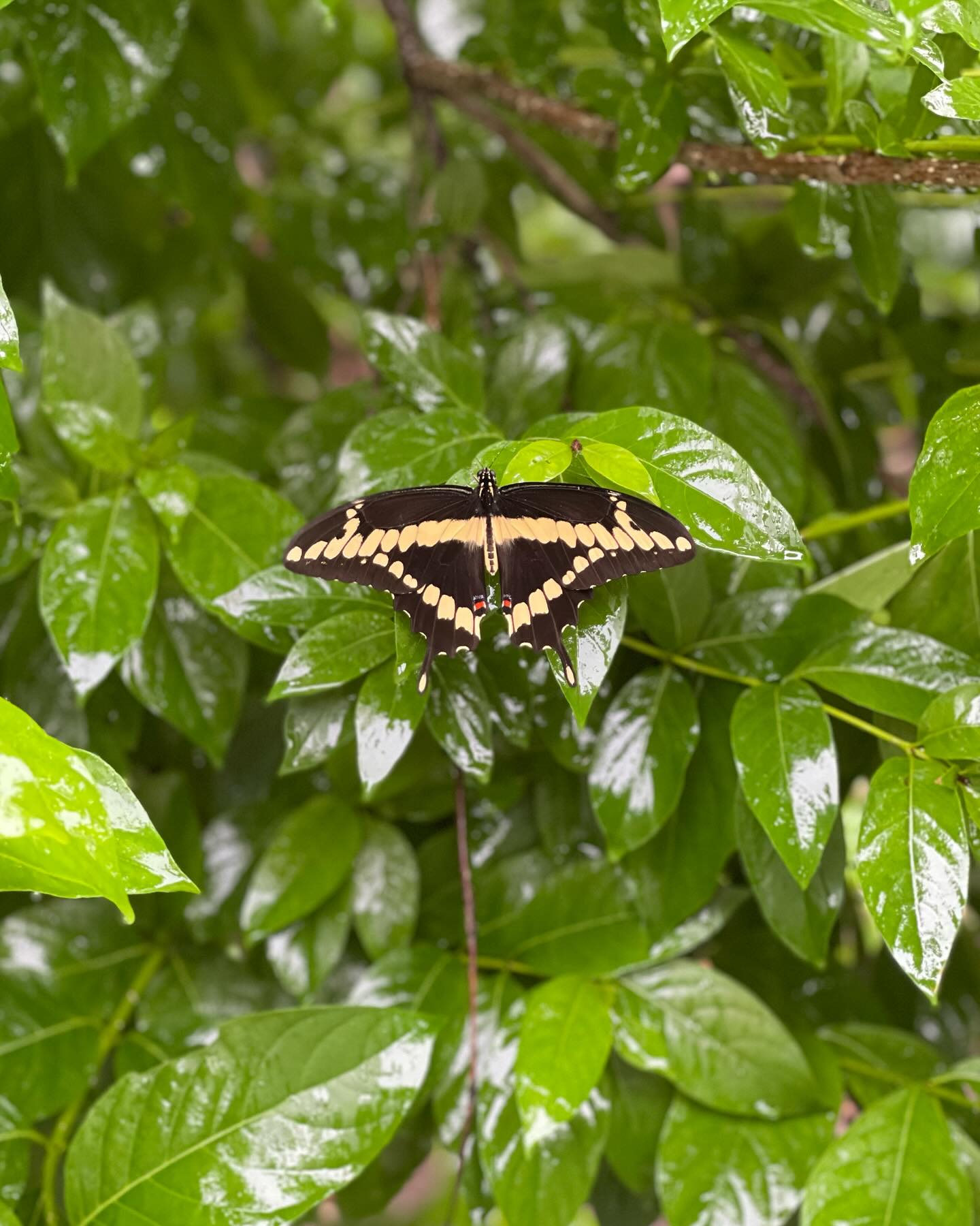 Swallowtail butterfly on a green leaf