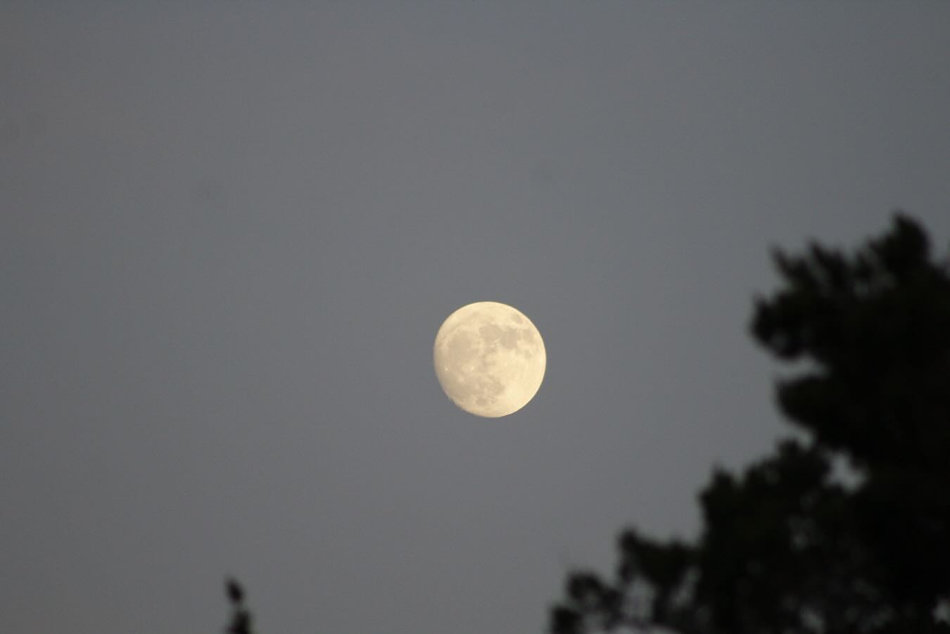 Full moon in a gray sky beside dark treetops